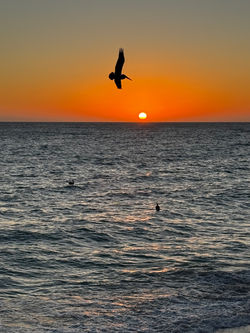 pelican copy