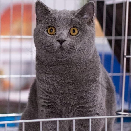 49686385_2240684949521862_20010128120962