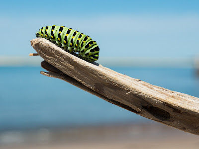 Coaching for Transformation