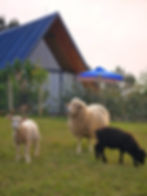 Homepage animais.jpg