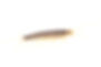 Silverfish