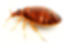 Bed Bugs