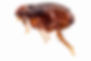 Fleas