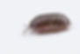 Pill Bug (Sow Bug)