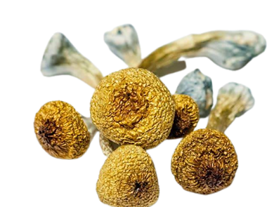 LOGO-FUNGO FANTÁSTICO (2).png