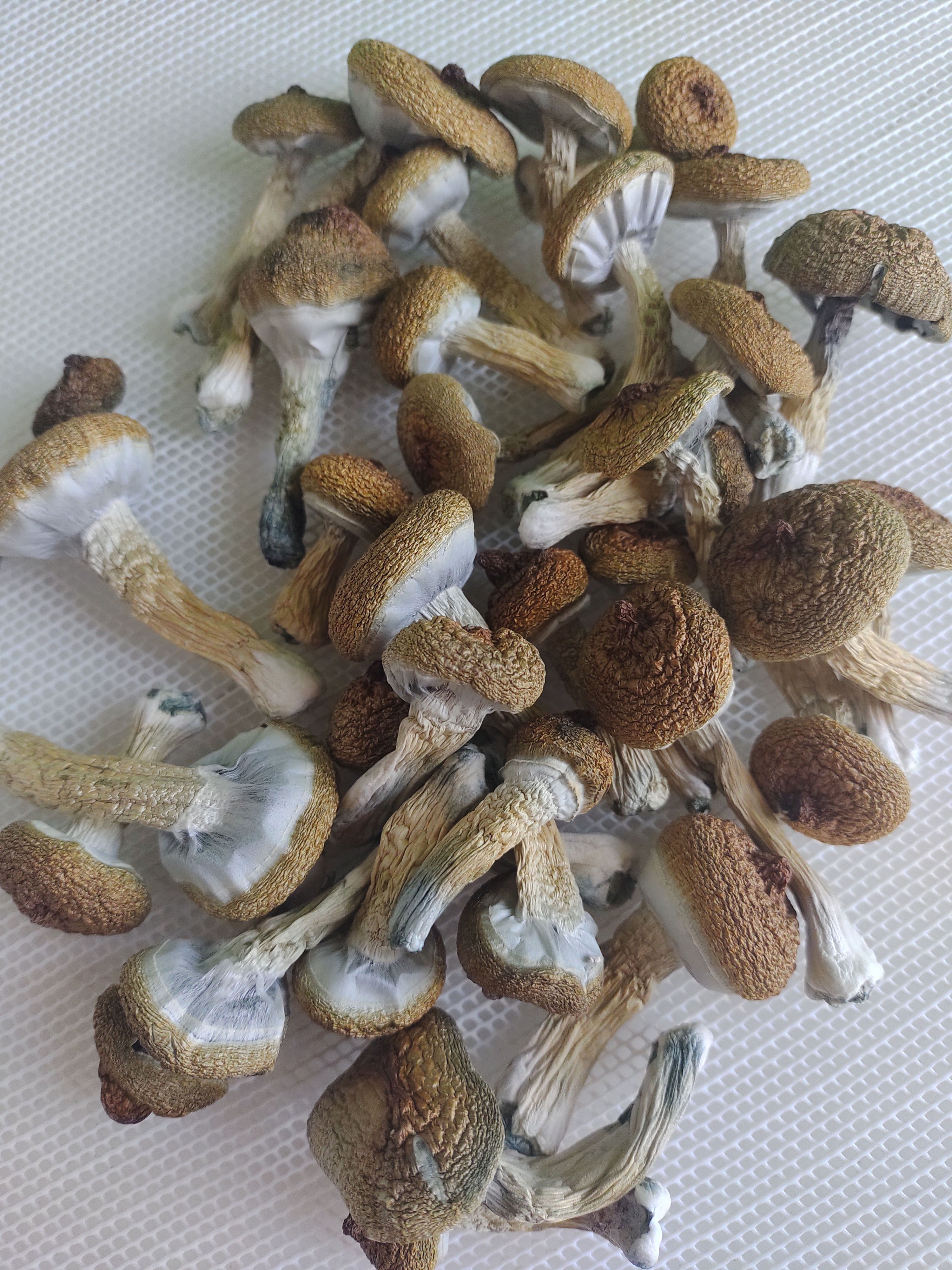 Psilocybe cubensis 20g Amostra Botânica