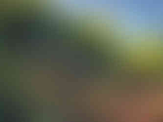 Mulcher clearing bamboo on slope