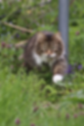 cat16.webp