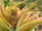 pineapple.jpg