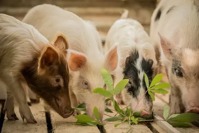 pigs.webp
