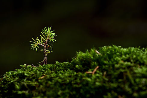 tree-5803607_1920.jpg