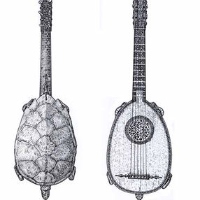 guitare "tortue"