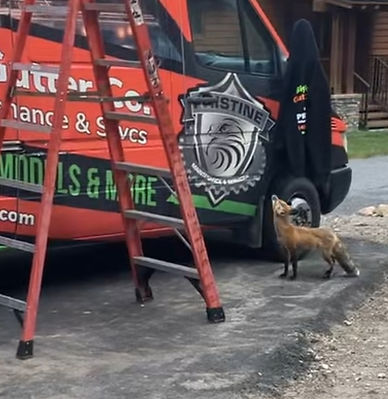 Fox By Truck.jpg