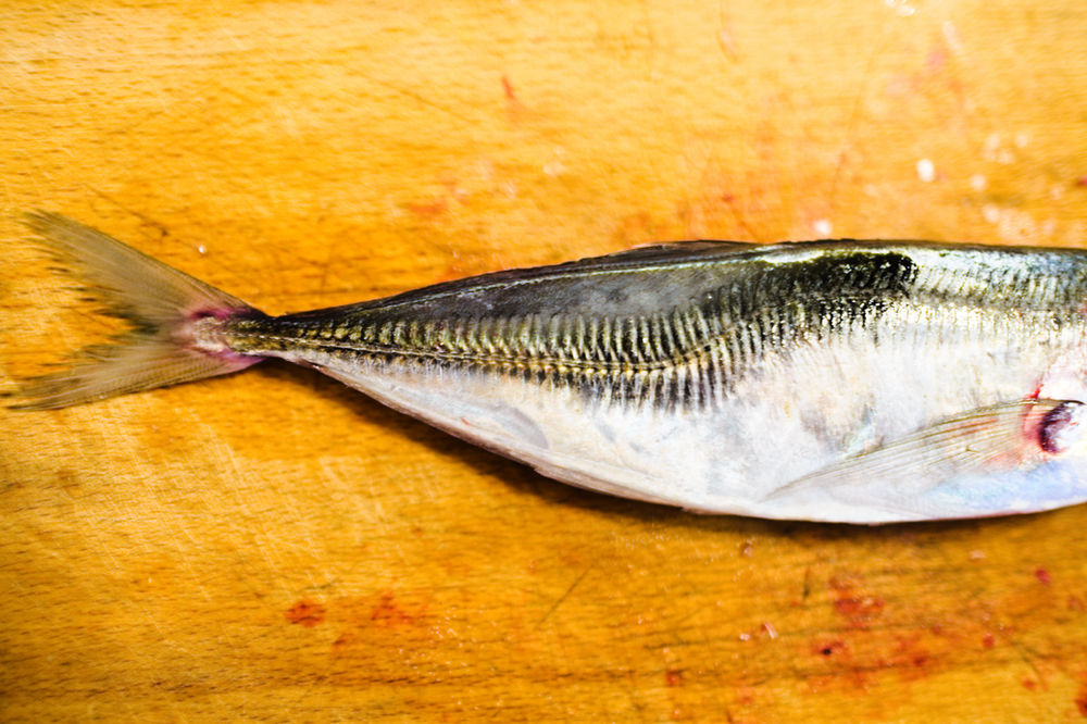 Horse Mackerel