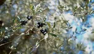 mavroelia
