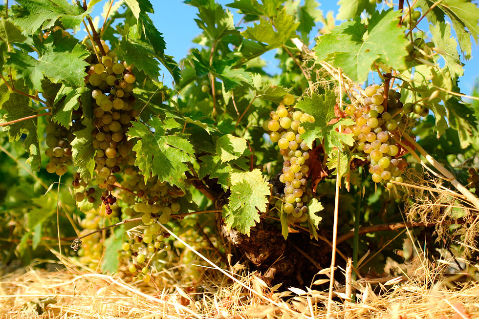 Golden Muscat of Samos grapes during the 2019 harvest at 950 metres altitude, displaying strong concentration and structural depth.