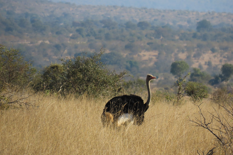 Ostrich in Africa - taken by me.