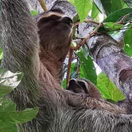 sloth.jpg