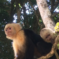 white face monkey with baby in costa ric