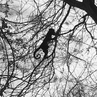monkey shade.jpeg