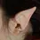Thumbnail: Nomad Elf Ears by Aradani Studios