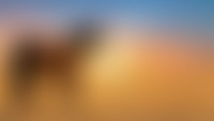 【2026年】明けましておめでとうございます