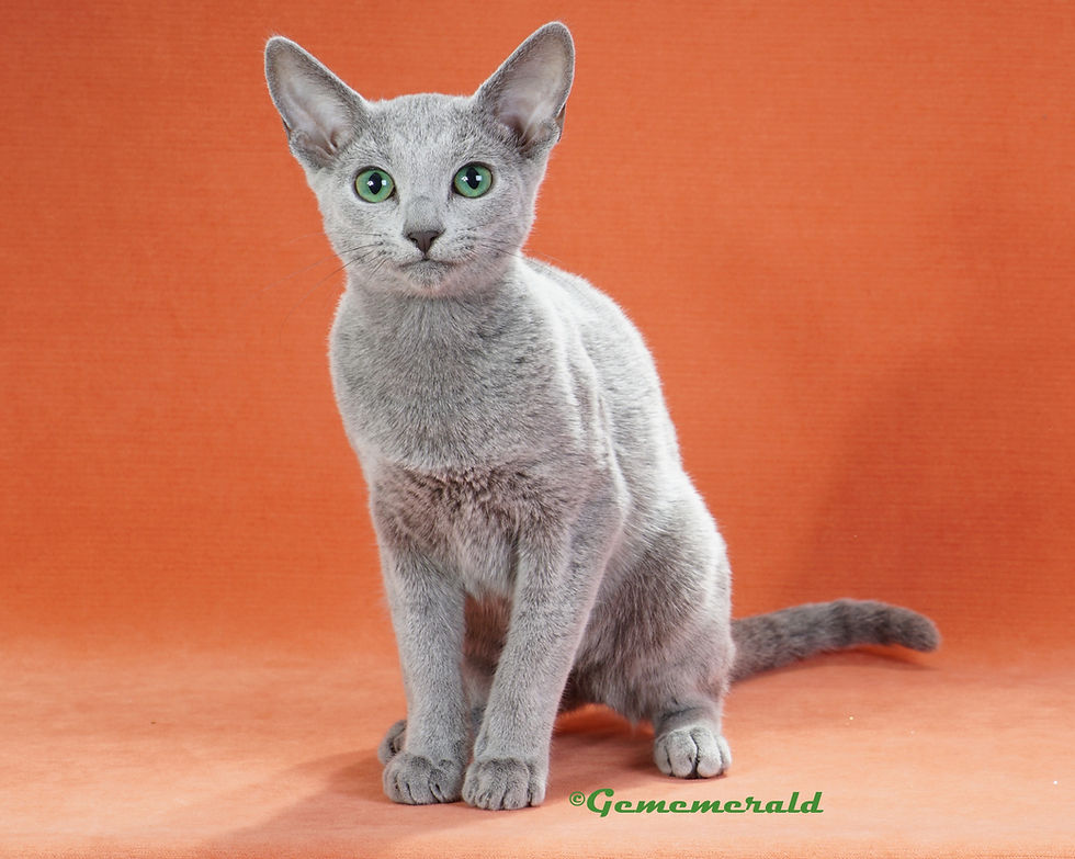 2022 Best Kitten
