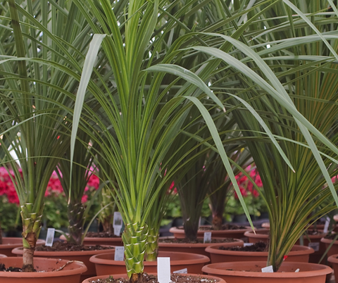 Dracaena spikes