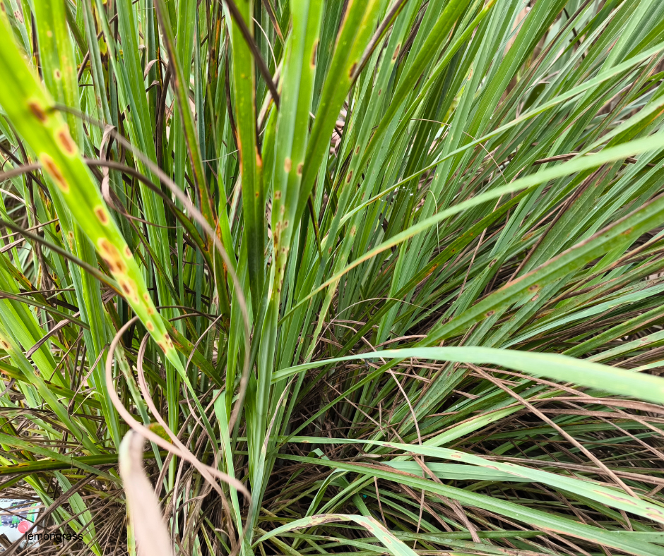 Lemongrass