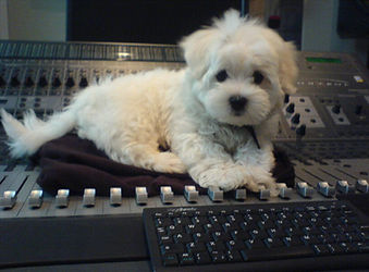 mixing desk puppy dog