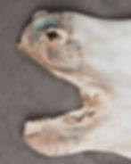 Detailed Face
