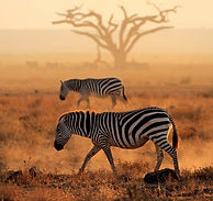 Destinations Premier World Africa.jpeg