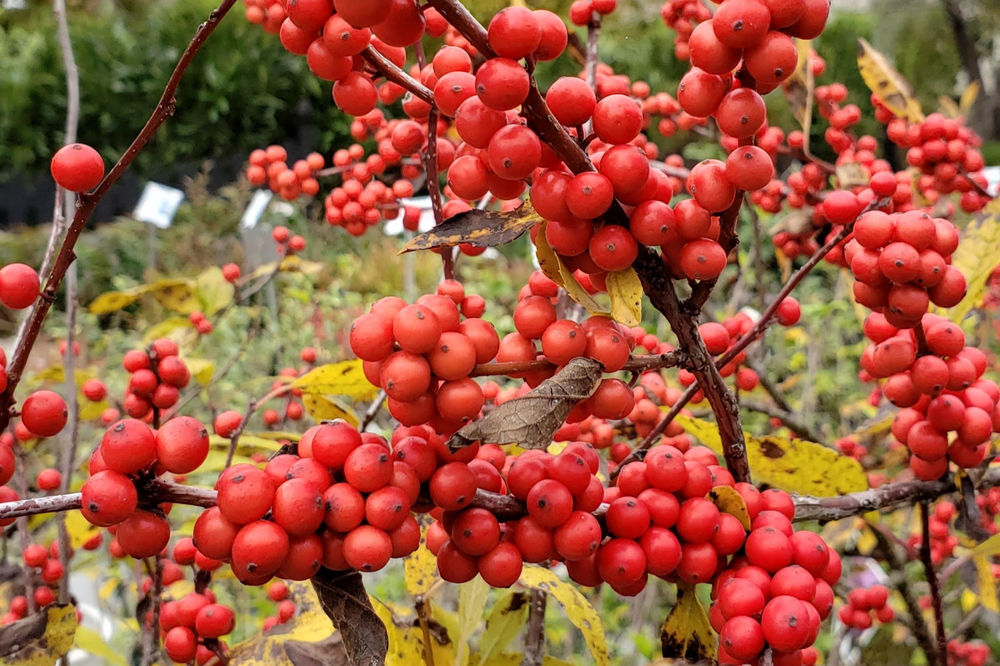 Berries for Birds What are their favorites?