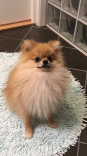 Maya sin Bamse snart 1,5 år