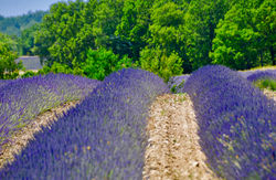Champs de Lavande