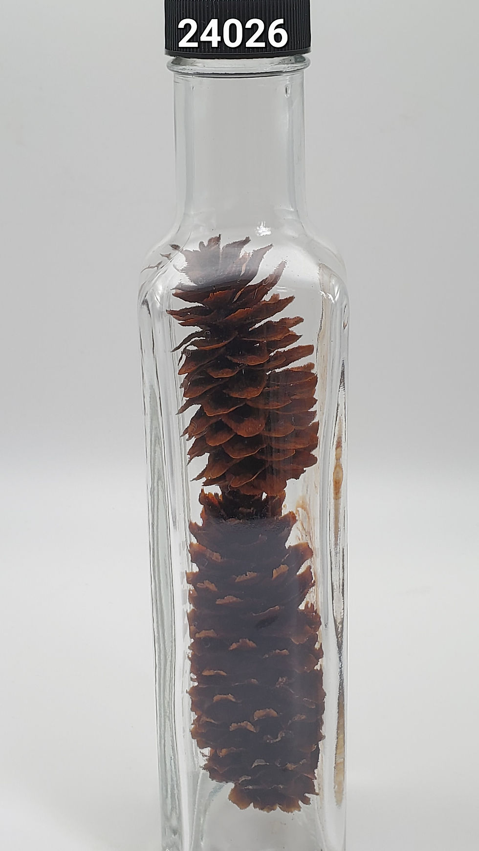 Thumbnail: Spruce Cones in a Bottle 24026