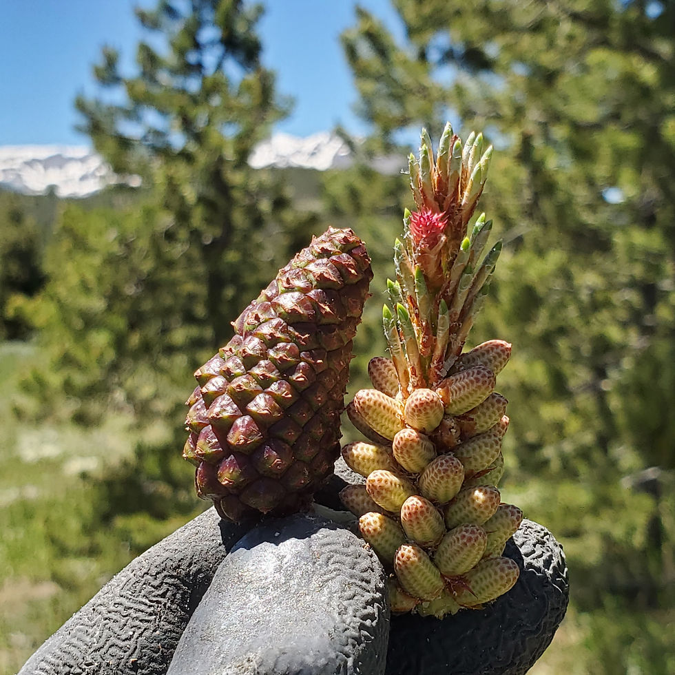 Thumbnail: COmugolio™ Pine Cone Syrup