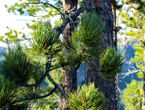 Red Breasted Nuthatch