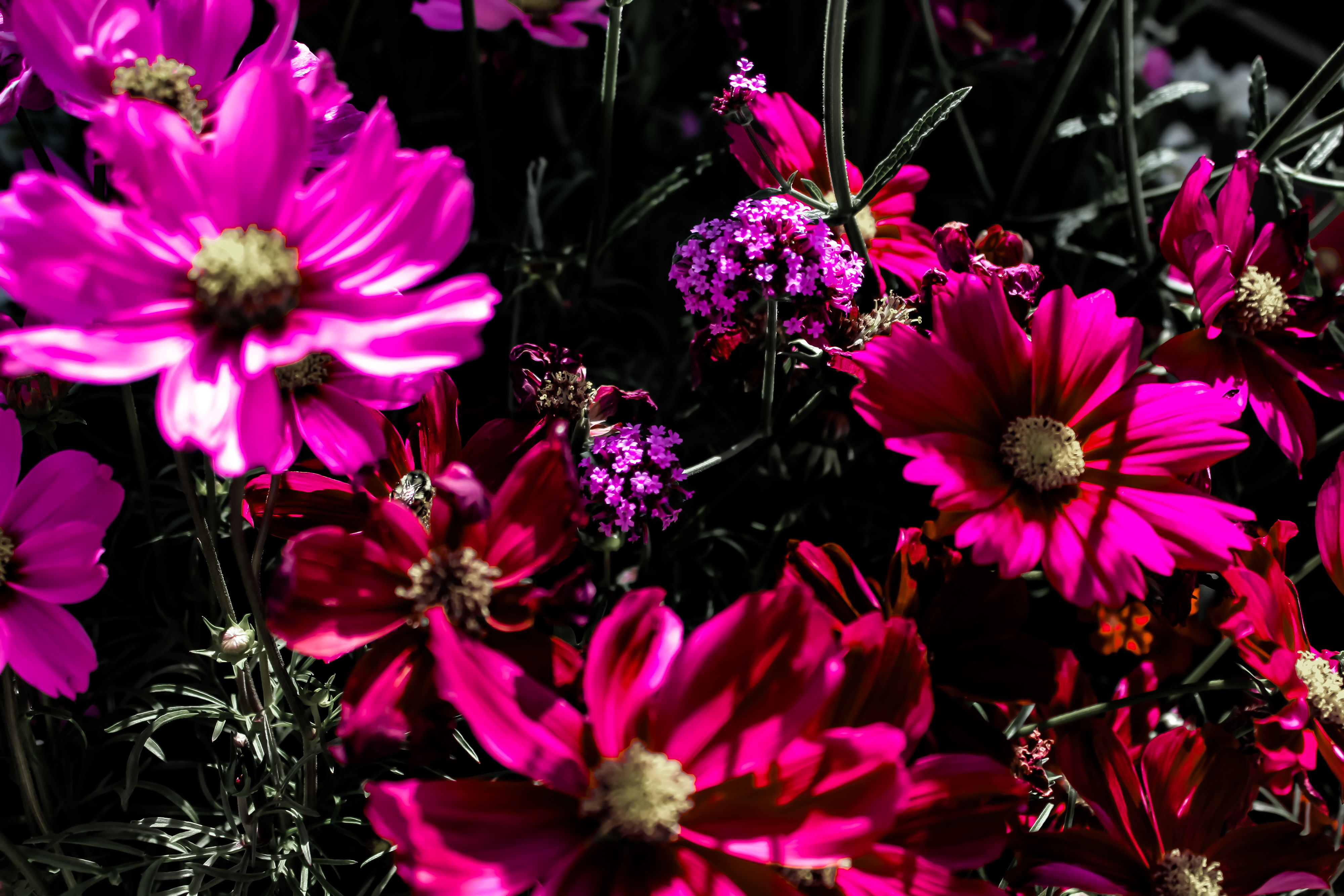Asters In Summit County