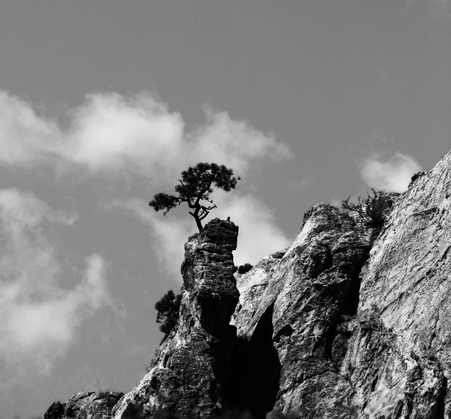 Lone Tree At Garden Of The Gods
