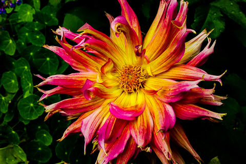 Dahlia 'Bora Bora'