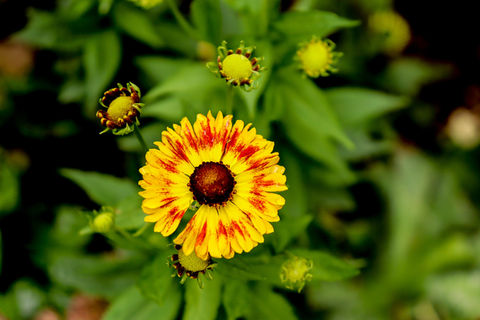 Sneezeweed