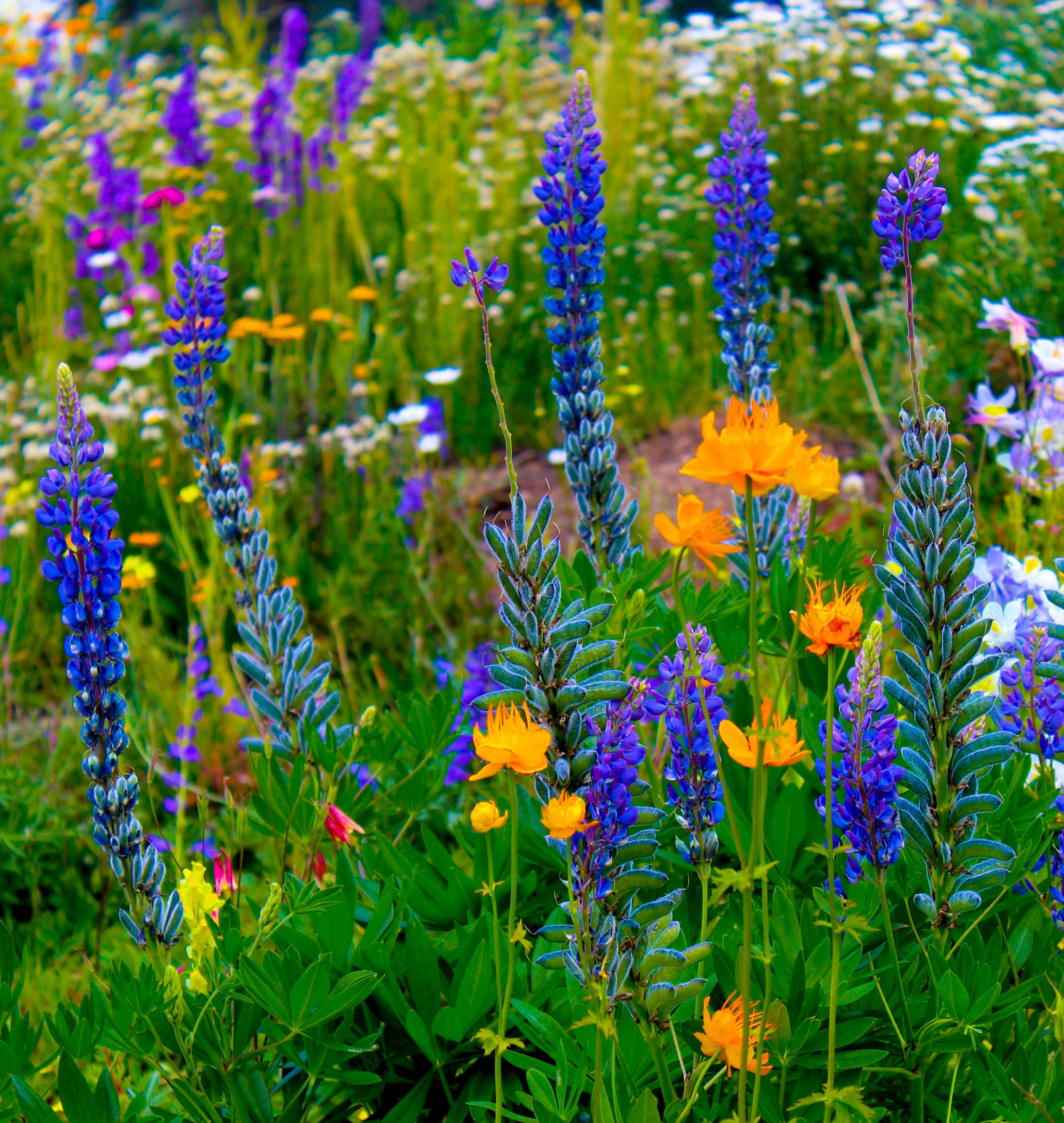 Colorado Wildflowers