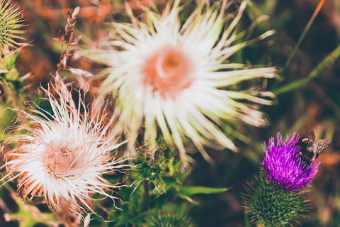 Thistle & The Bee