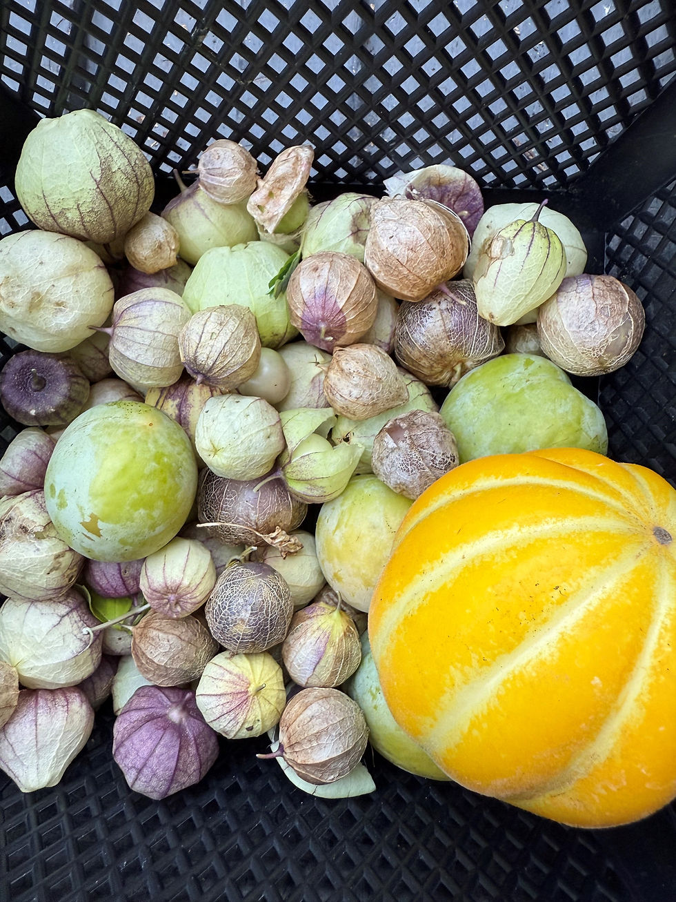 Tomatillos & Ground Cherries From the SG Tiki Farm