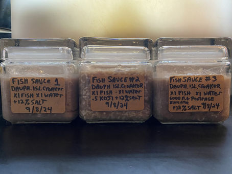 Fish Sauce Research - Trials On Traditional Fish Sauce, Koji Fish sauce & Enzyme Accelerated Fish Sauce