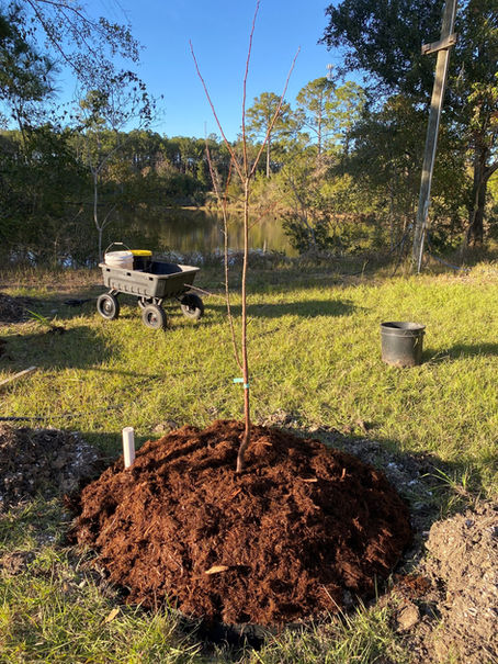 Deep Pipe Irrigation – A Better Way To Plant & Water Trees In Heavy Clay Soil