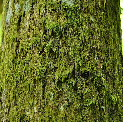 peace-creative-oQZyyRyk72k-unsplash (2).jpg