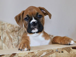 Puppy peering over wall