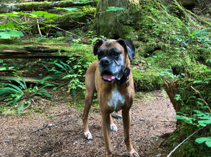 Dog-Friendly National Parks